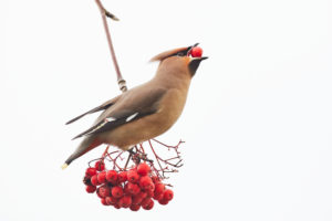 Waxwing, Bombycilla garrulus, Mecklenburg-West Pomerania, Germany, winter guest, with rowan berries Waxwing, Bombycilla garrulus, Mecklenburg-West Pomerania, Germany, winter guest, with rowan berries